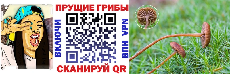 Псилоцибиновые грибы Cubensis  Купить  Лабинск 